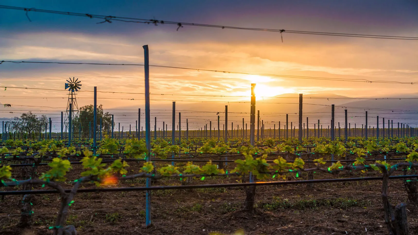 California Vineyards