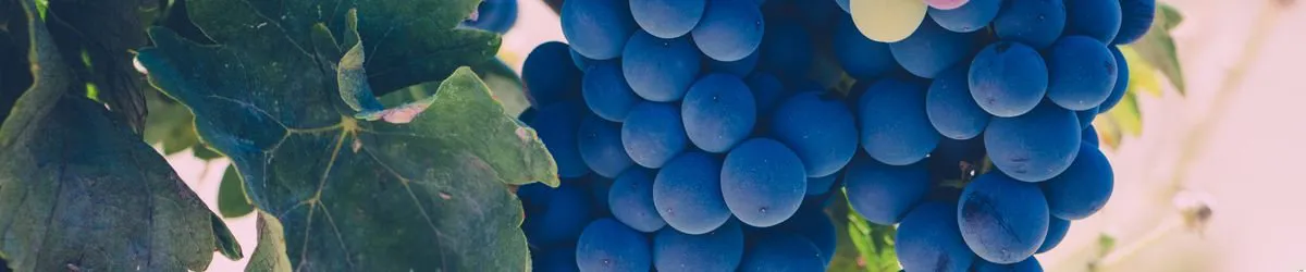 northern and southern california wineries