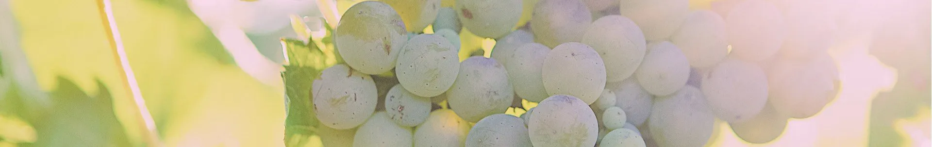 A cluster of grapes ready to harvest for white wine
