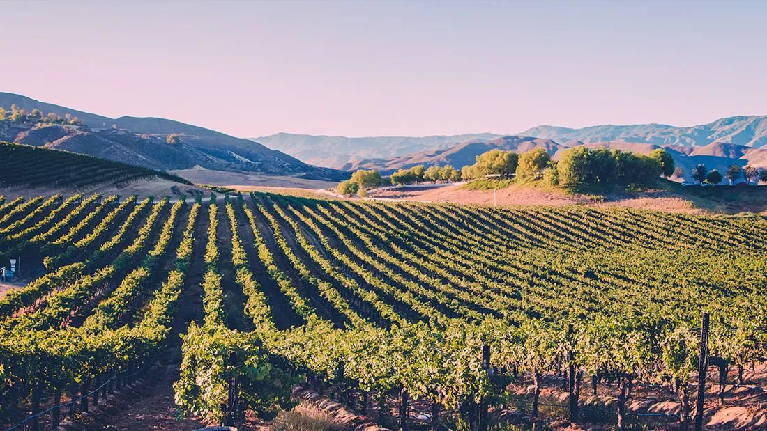 Sonoma vineyards