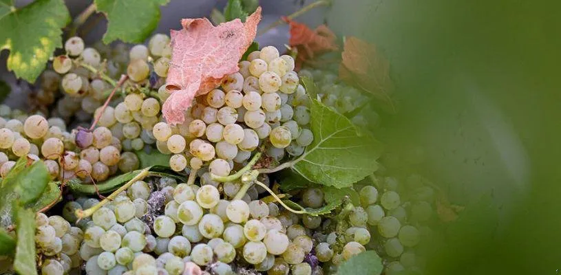 Napa Info, Events, and Activities
