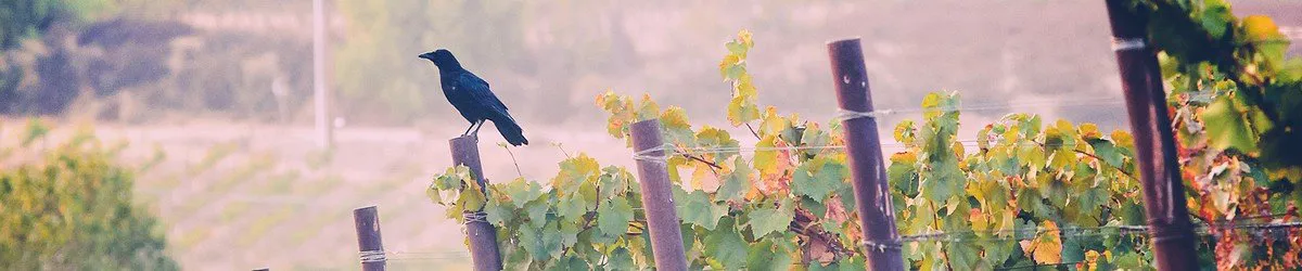 northern and southern california wineries
