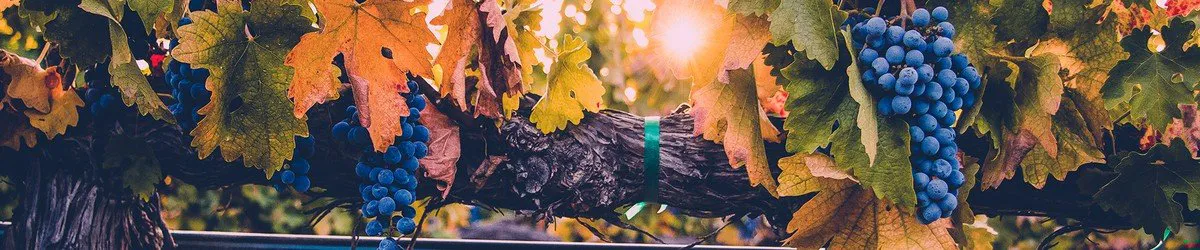 northern and southern california wineries