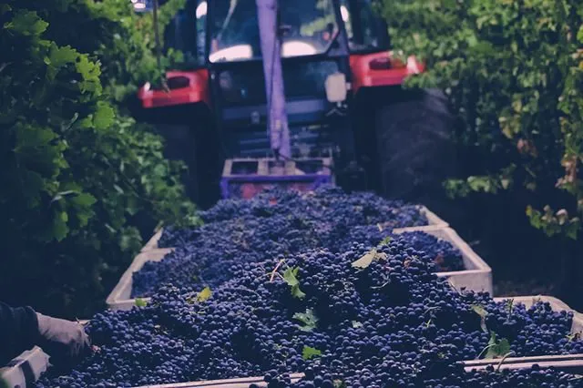 Wine Tours by Grapeline in Sonoma Valley