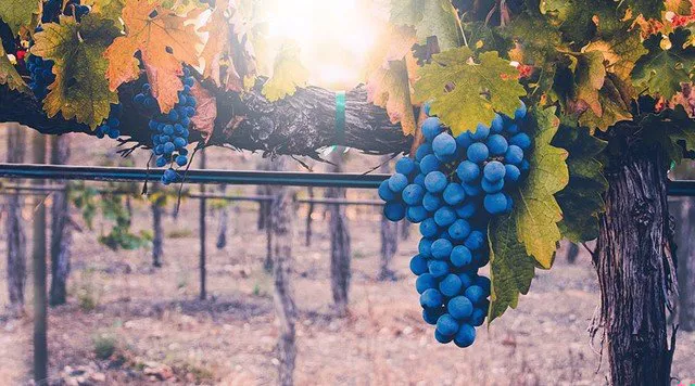 Wine Tours by Grapeline in Santa Barbara