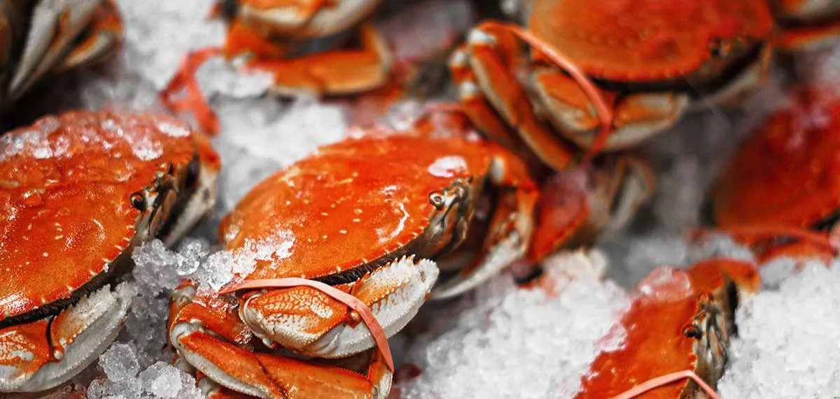 View of iced crabs ready to be prepared for the Sonoma Crab Fest