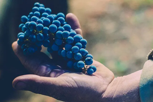 Wine Tours by Grapeline in Paso Robles