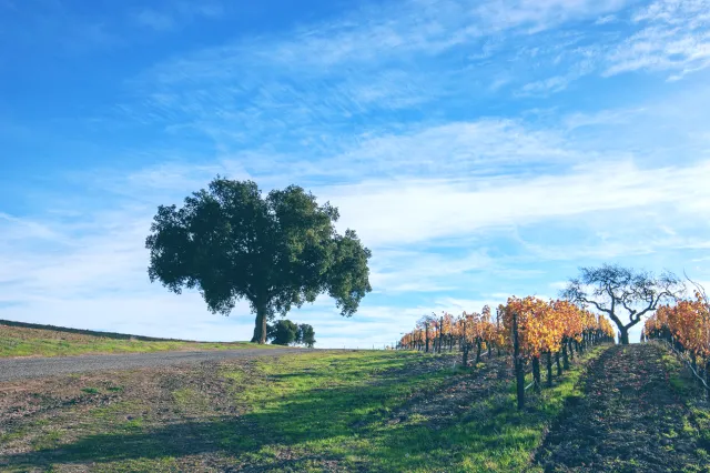 Santa Ynez Wine - Girl Walking Through the Vineyard