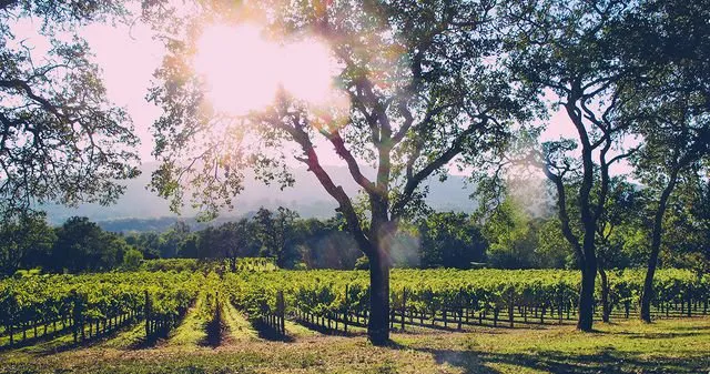 Perfect rows of vineyards on a spring day in Sonoma Valley Wine Country
