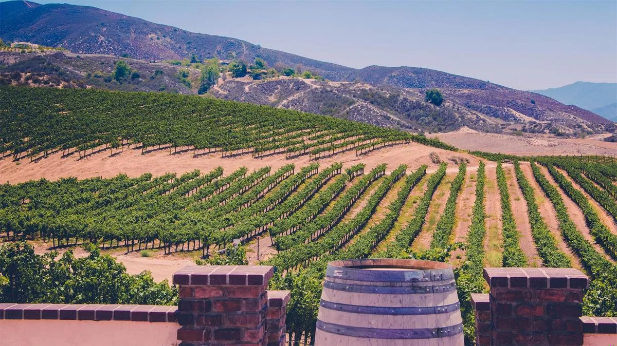 Santa Barbara vineyards