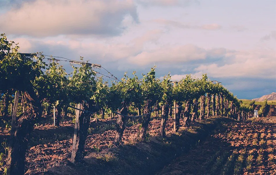 Temecula vineyards