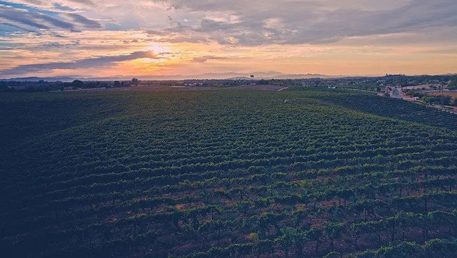 Wine Tours by Grapeline in Temecula