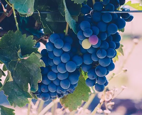 Sonoma Valley Wine Country