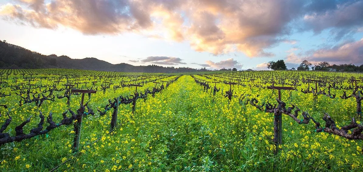 Sun setting with clouds across vineyards and a green pasture in sonoma valley
