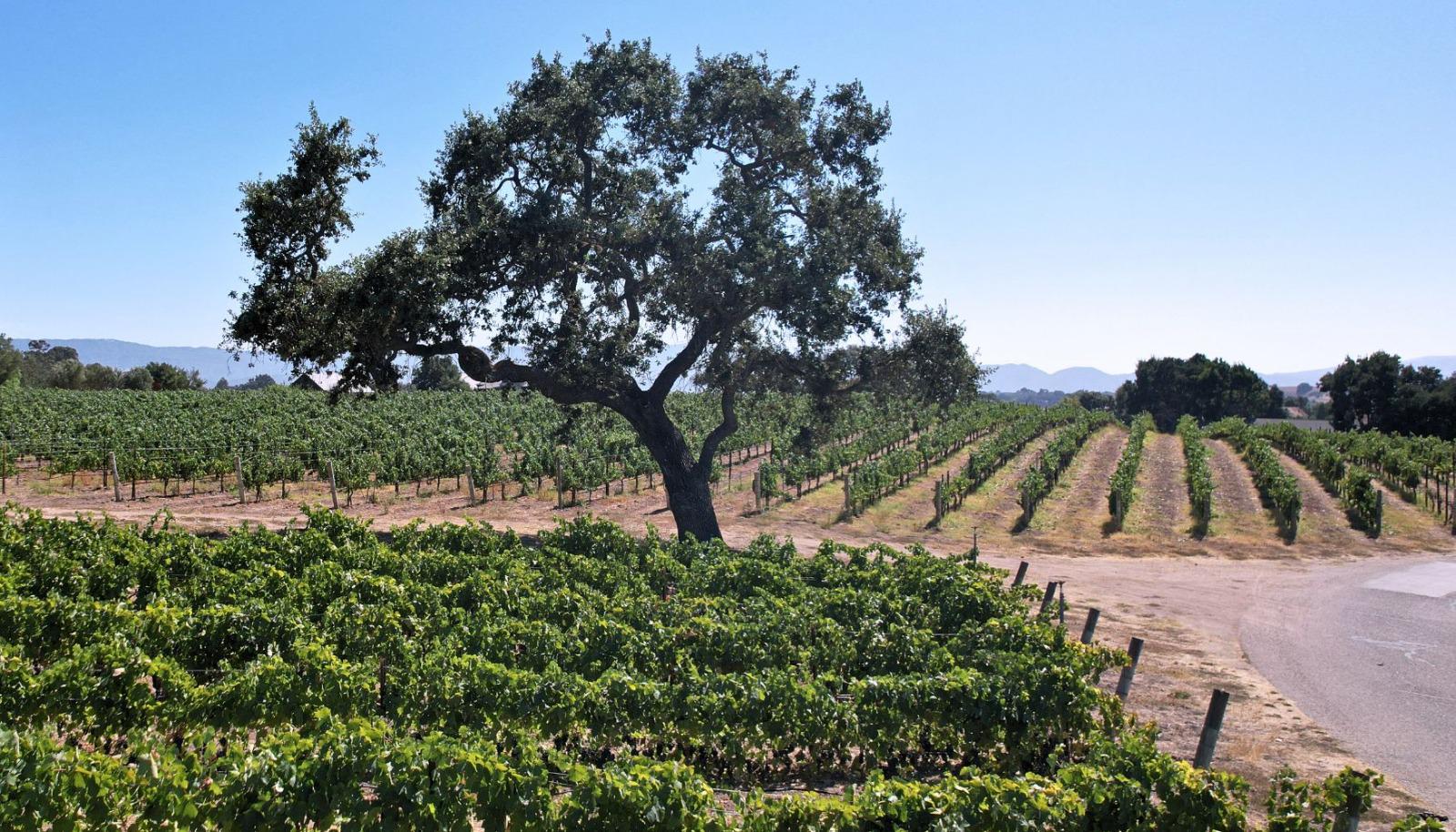 Scenic winery.
