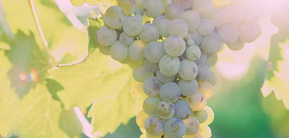 A more exclusive varietal in the Paso Robles area, the chardonnay berries are almost ready for harvest. The local vintner will check the sugar levels of the berries regularly while the harvesting team waits for the green light to start the harvest. Picking the grapes usually starts in late evening or late night hours with the crushers on standby to squeeze the juice quickly.