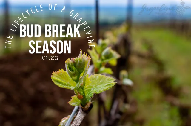 Pictured is a Grapevine during Bud Break Season