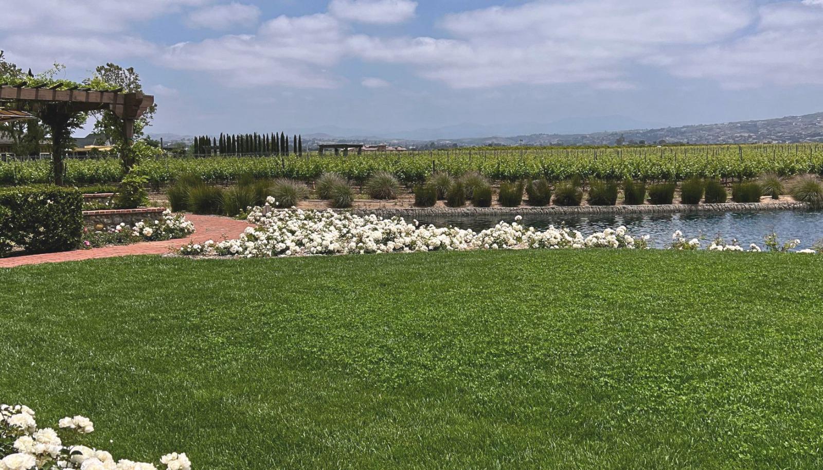 Ponte Winery