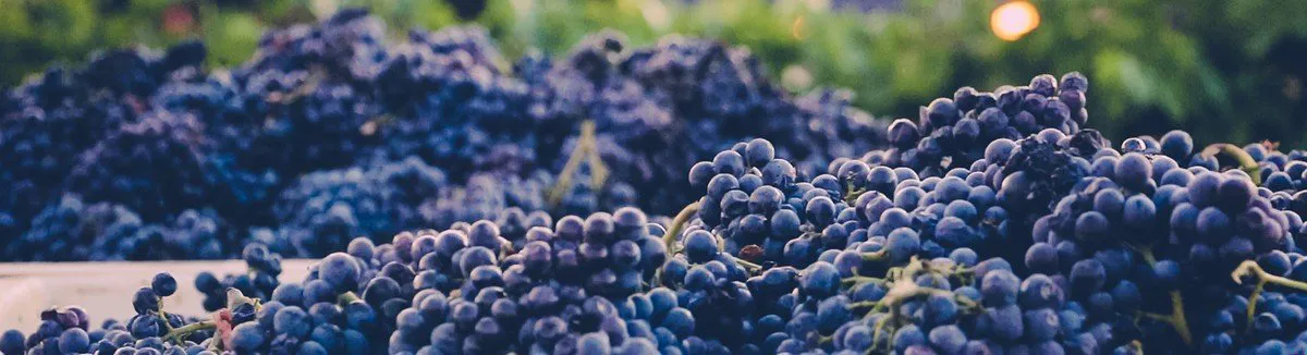 northern and southern california wineries