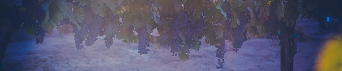 northern and southern california wineries