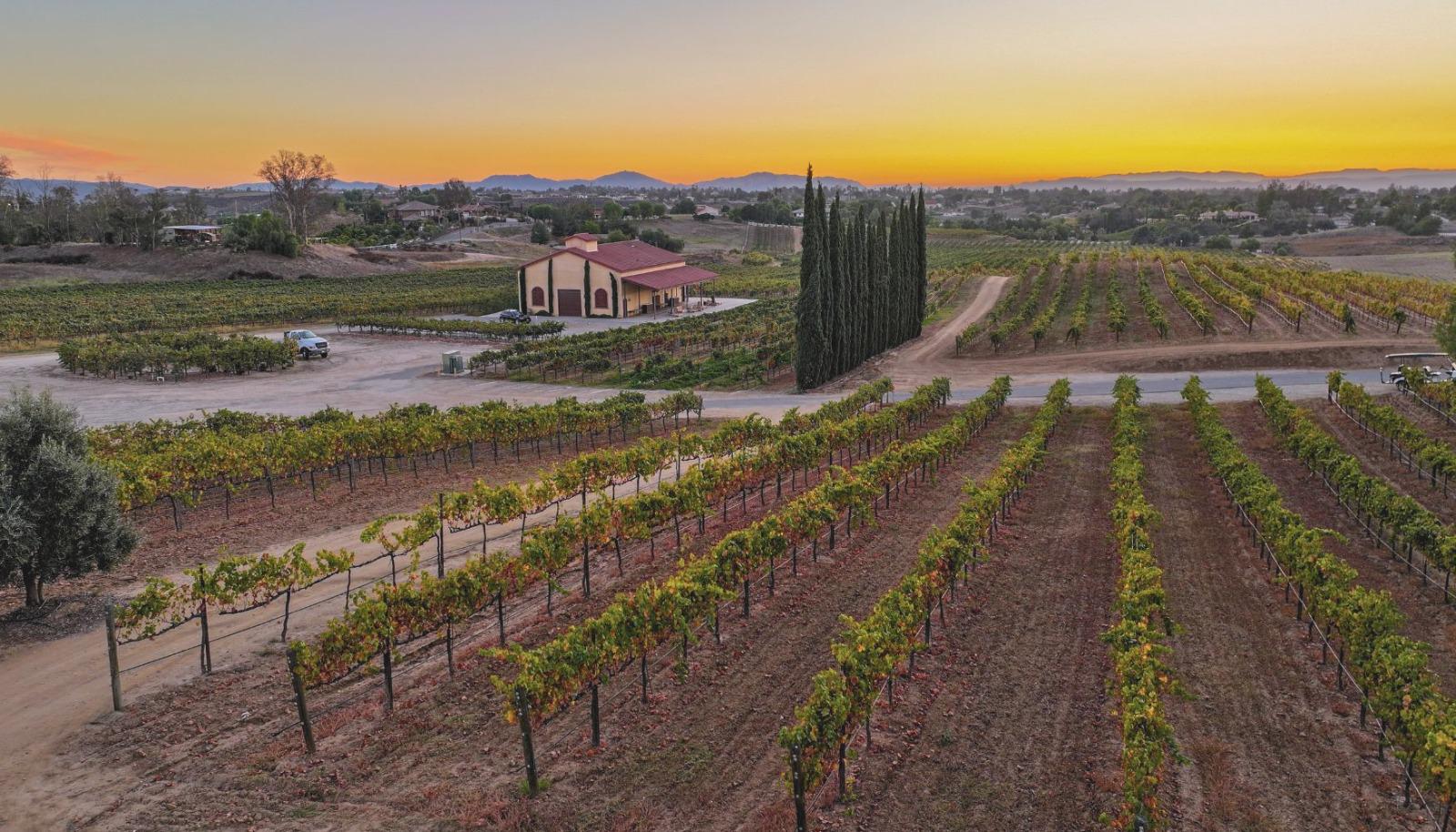 A scenic vineyard landscape in Temecula  