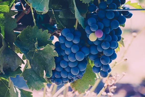 Santa Barbara Wine Country