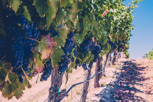 Wine Tours by Grapeline in Napa Valley