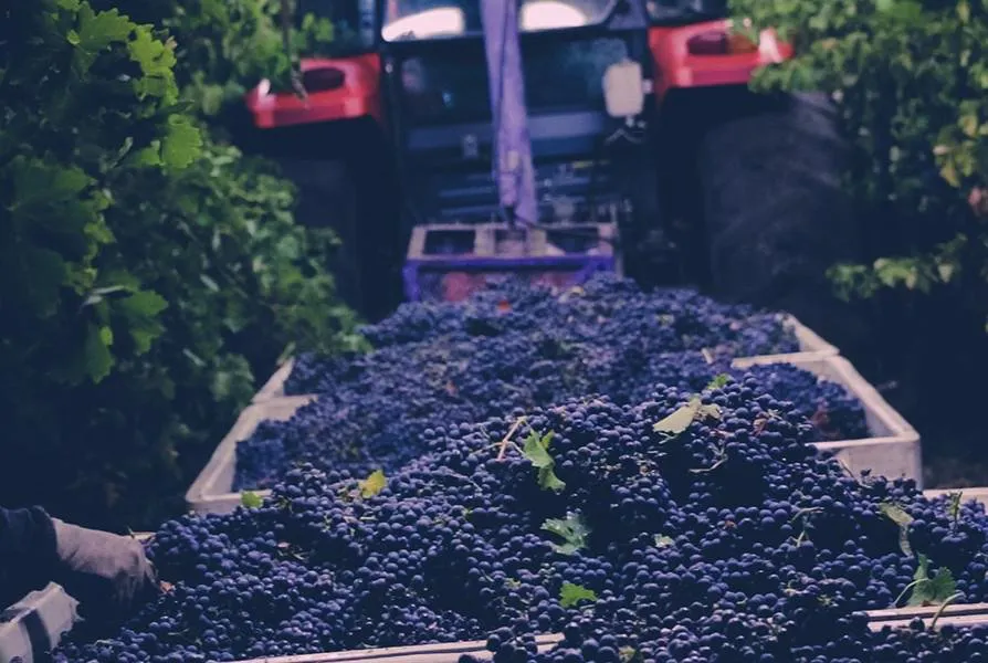 Tractor pulling two bins of red grapes