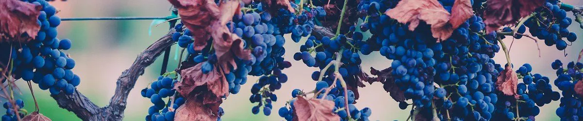 northern and southern california wineries