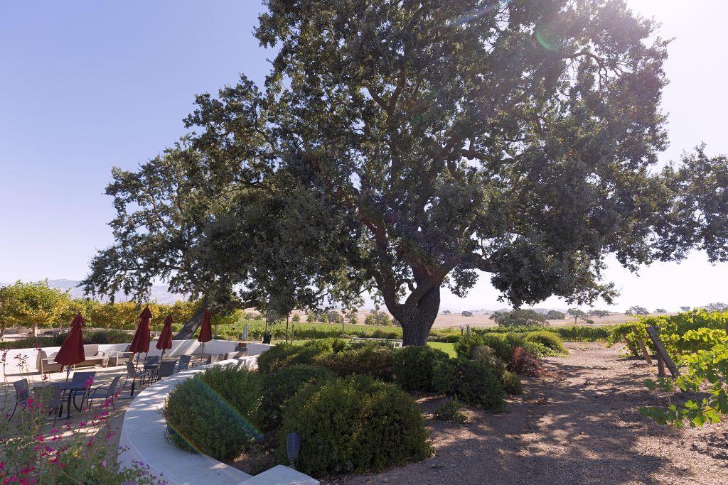 Gainey Vineyard