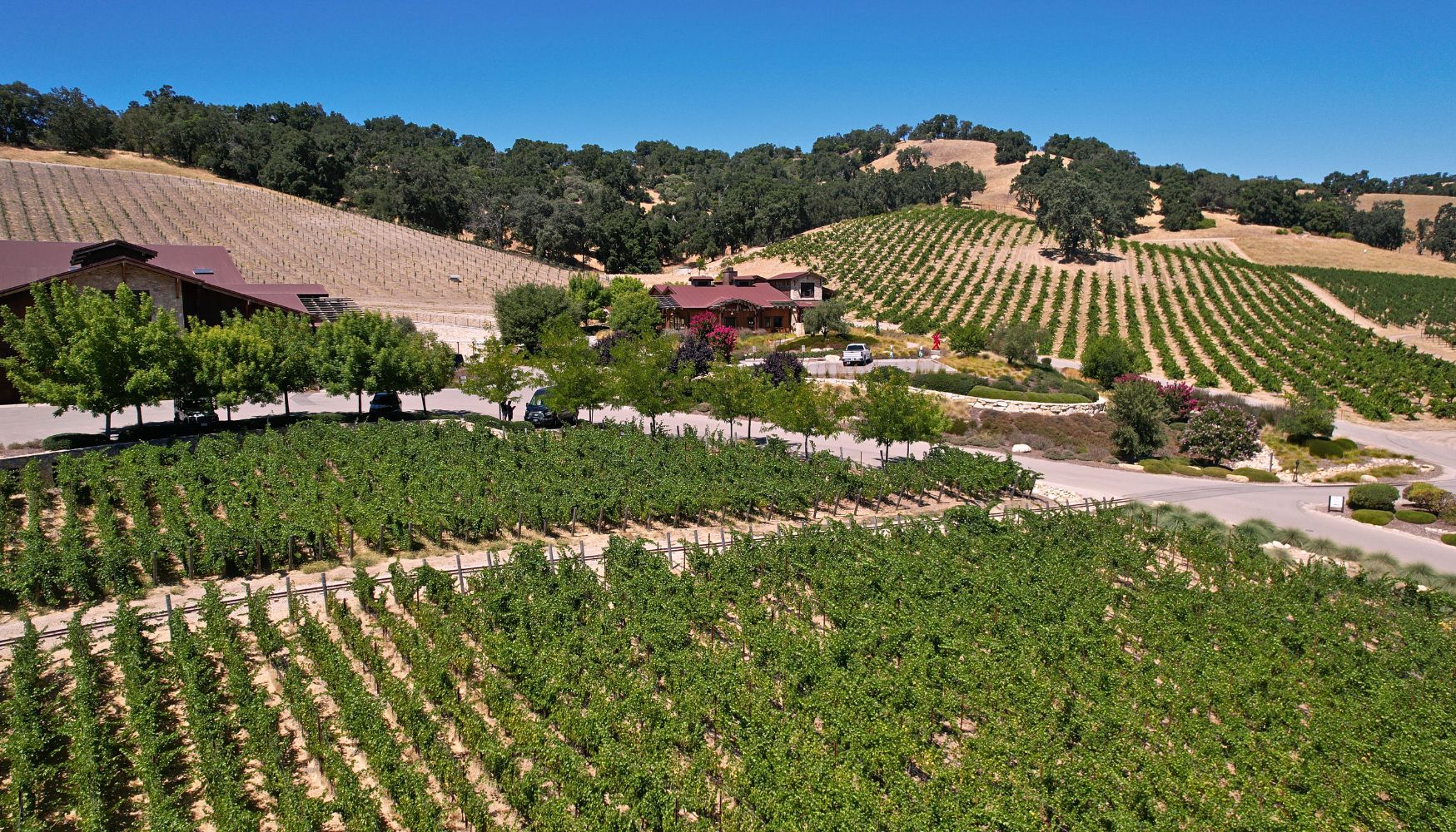Paso Robles Vineyard